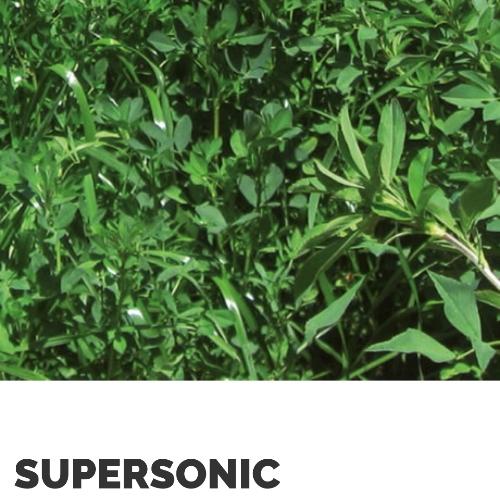 Alfalfa Var. Alfamaster 10 (Valle) x Kg 