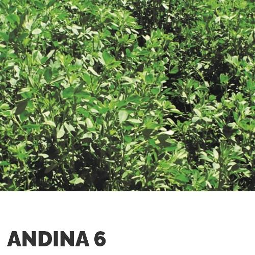 Alfalfa Var. Andina 6 (altura) x Kg