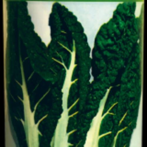 Acelga Var. Fordhook Giant x Cucharada