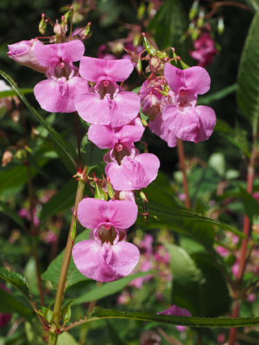BALSAMINA BELLIUOMINI