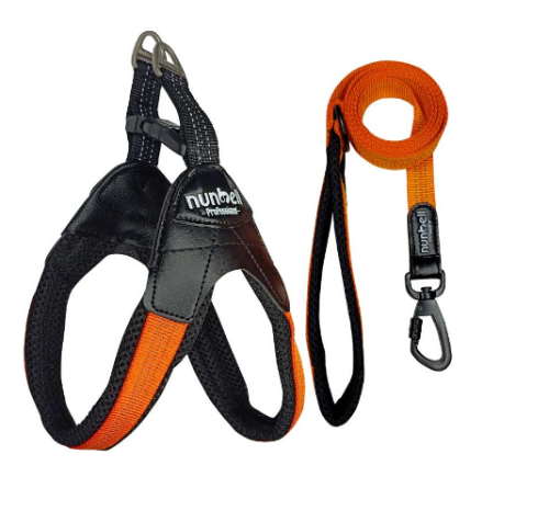 Arnes + correa NARANJA