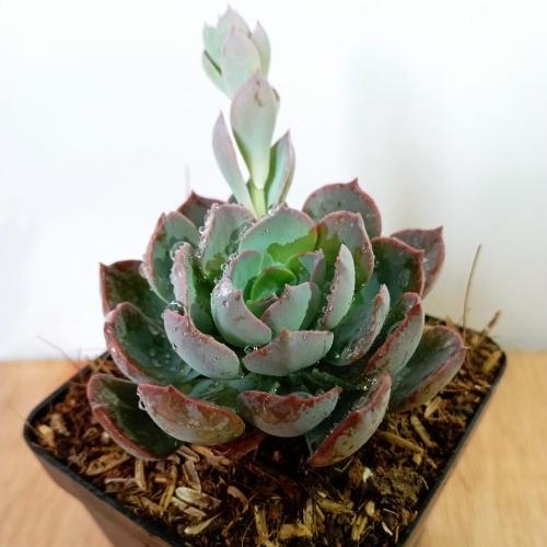 Plantae Vivero (cactus y suculentas)