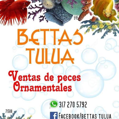 Bettas tulua