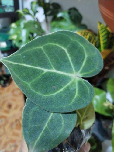 Anturio Cristal / Clarinervium