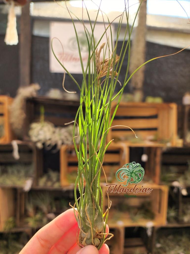 Disticha Green