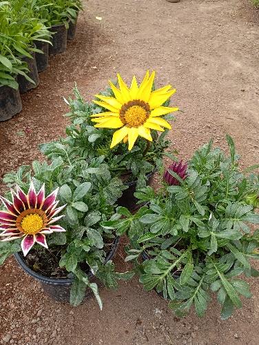 Agazania B1