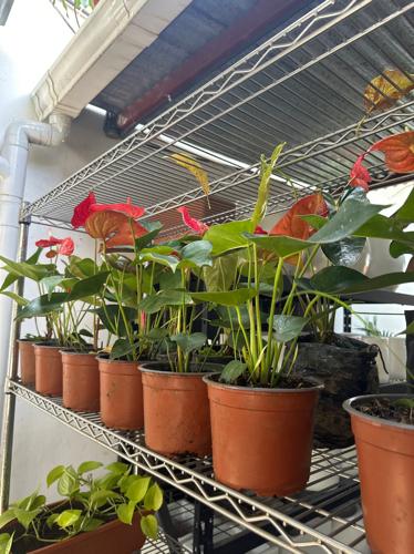 Anturios en macetera plástica