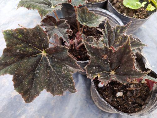 Begonia Negra