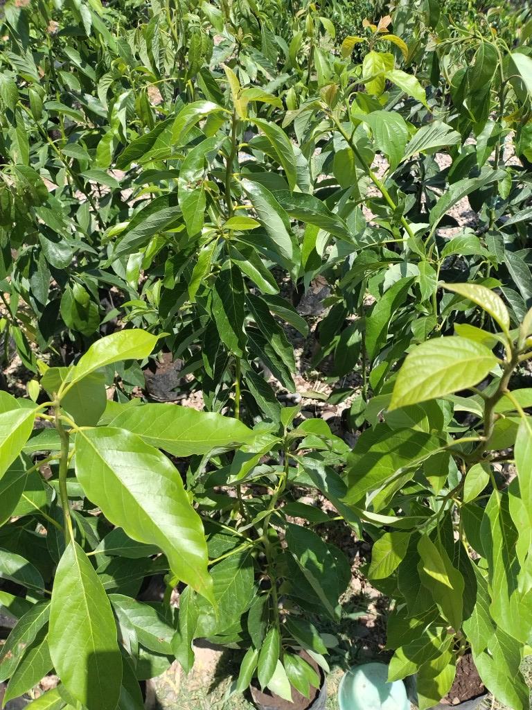 Aguacate criollo