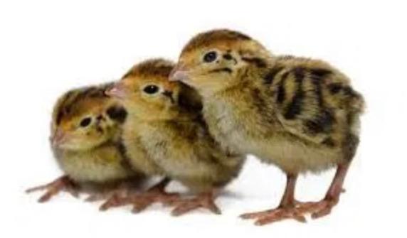 Codornices recien nacidas (Hasta 10 días) | Plumitas y Plumas