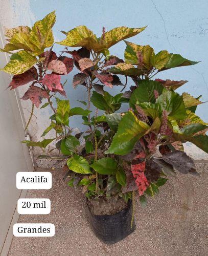 Acalifa