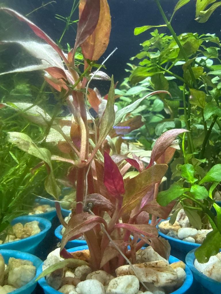 Althernanthera reinecki