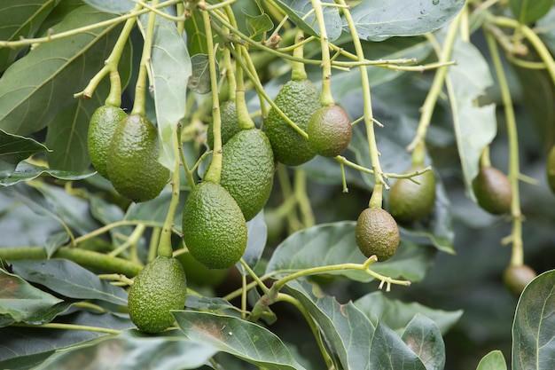 Aguacate Hass B8