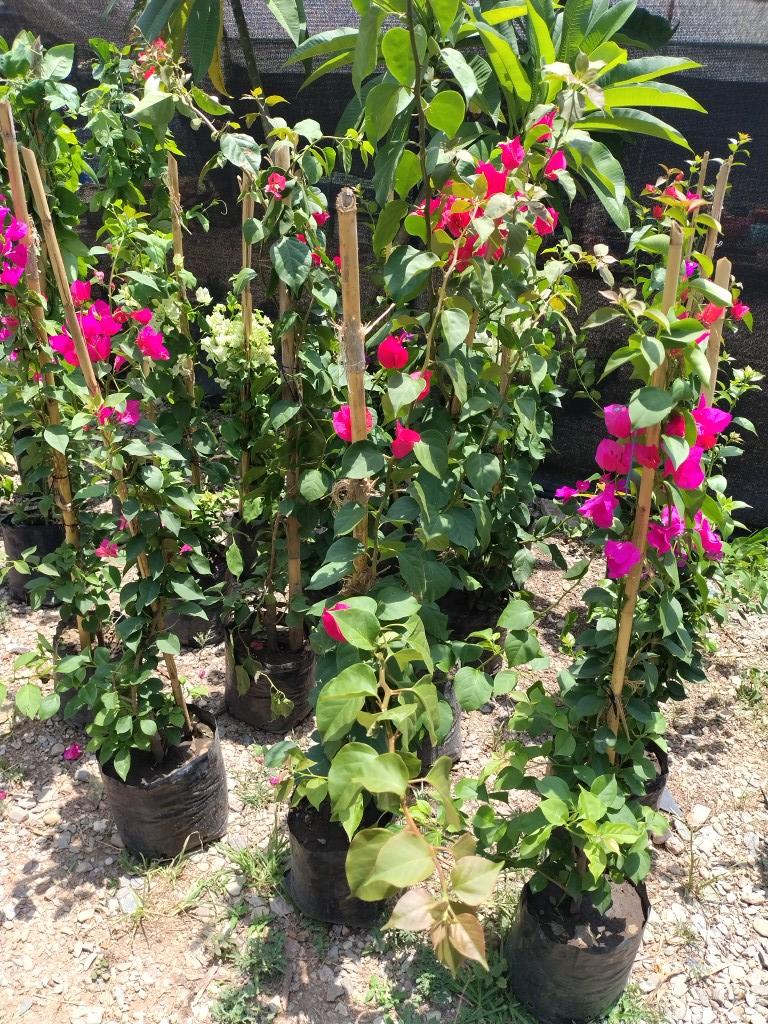 Bugambilia enredadera mediana