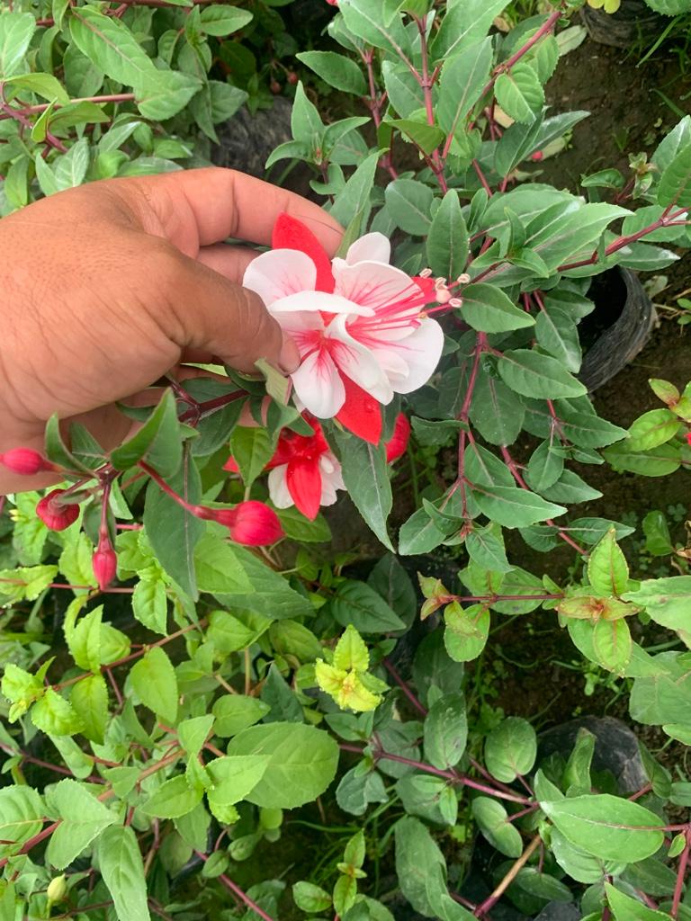 Miniatura 3 de Fucsias
