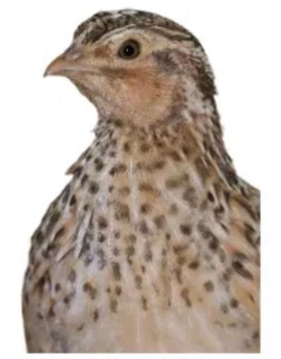 Codornices empezando postura | Plumitas y Plumas