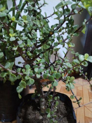 Abundancia en tronco