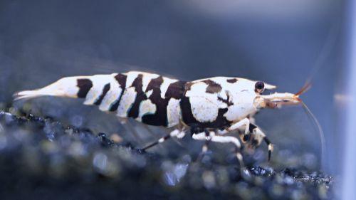Caridina black fancy tiger