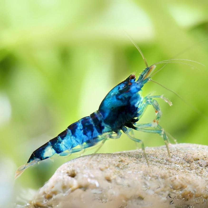Caridina blue dragon