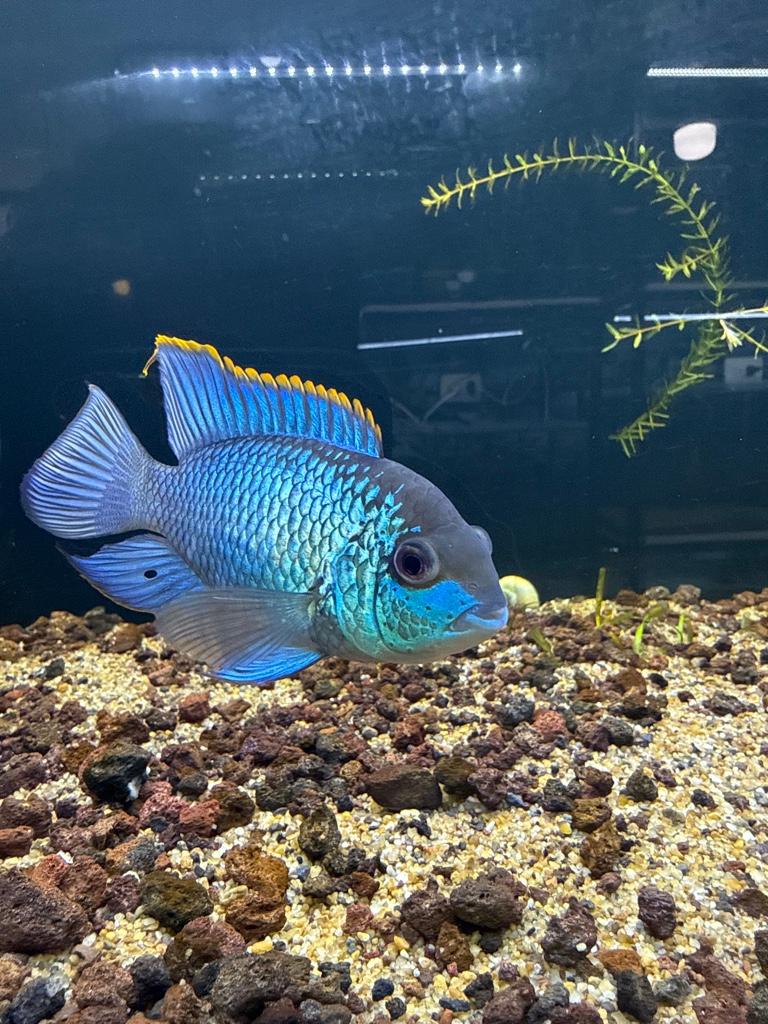 Acara azul eléctrico gde