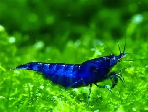 CAMARÃO BLUE FANTASY DREAM