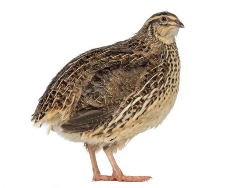 Codorniz sin sexar | Plumitas y Plumas