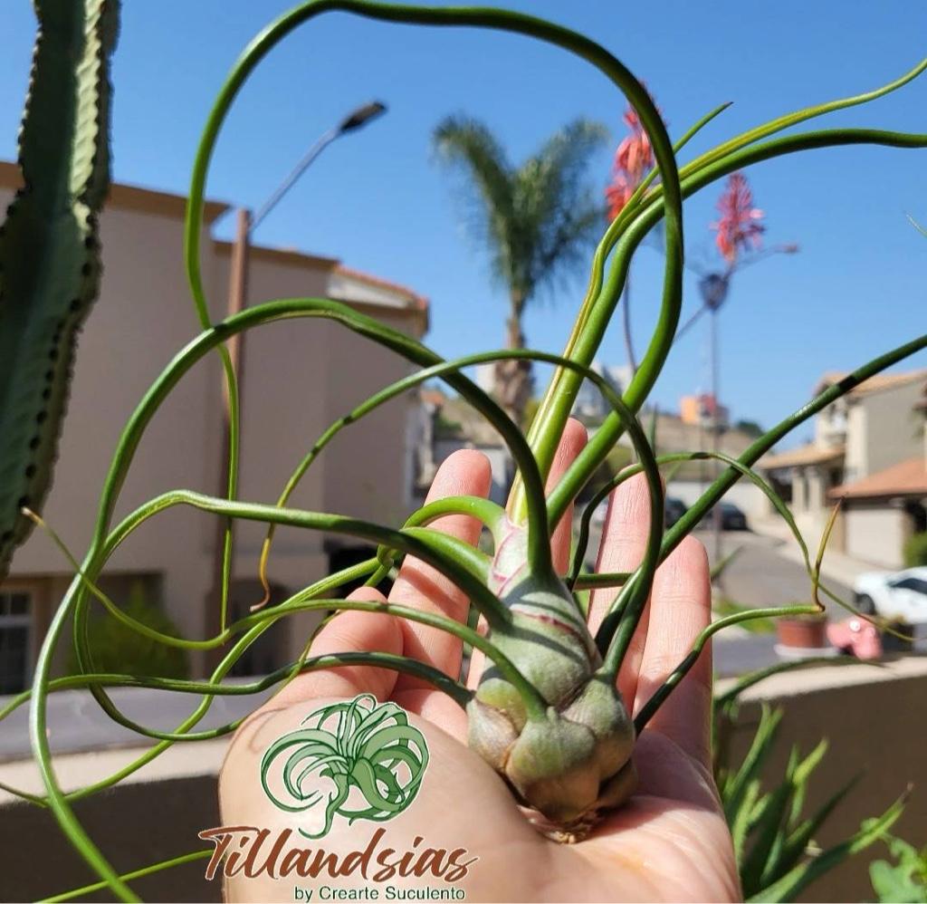 Bulbosa Belize