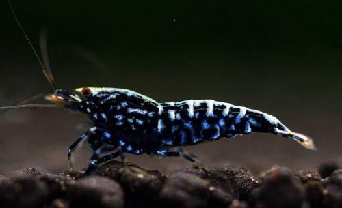 Caridina black galaxy
