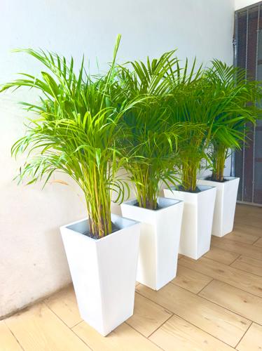 A. Macetera Cuadradas