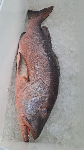 Pargo Sambo o Dientón