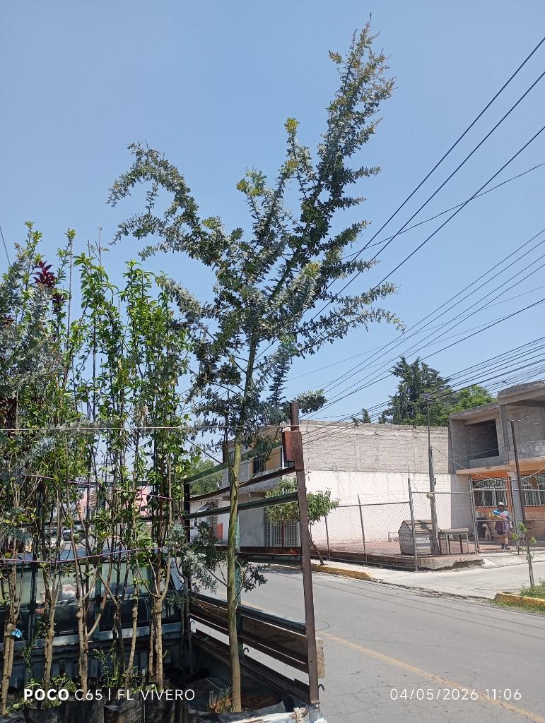 Miniatura 2 de Acacia Gris B25