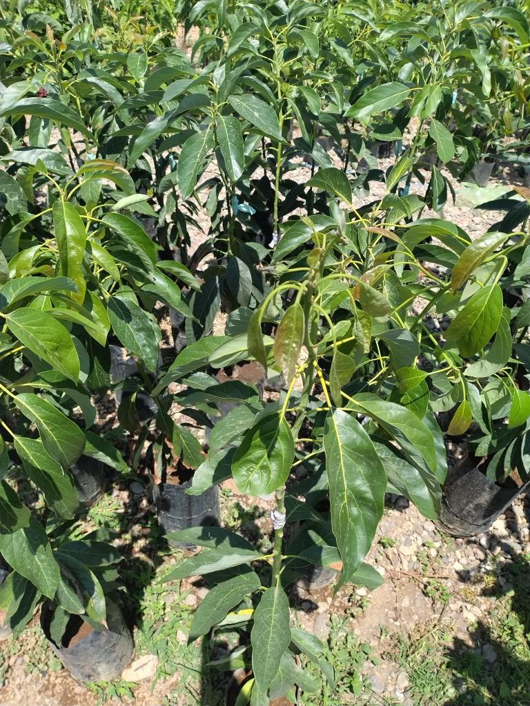 Aguacate fuerte