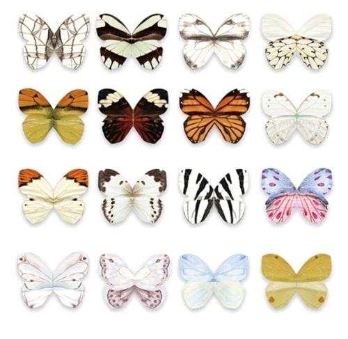 Marca páginas magnéticos de mariposa