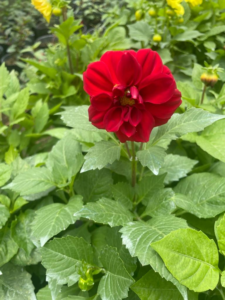 Dalias