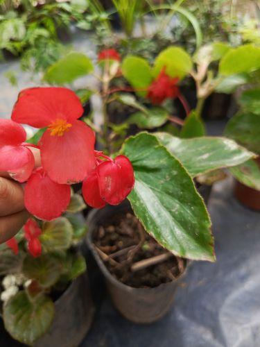 Begonia Dragón Rojo
