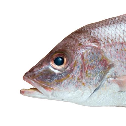 Cabeza de pescado