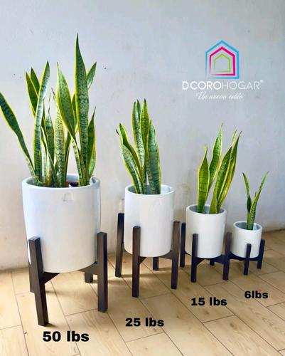 A. Macetera Cilindrica