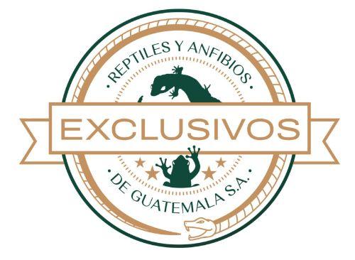 Reptiles y Anfibios Exclusivos de Guatemala 