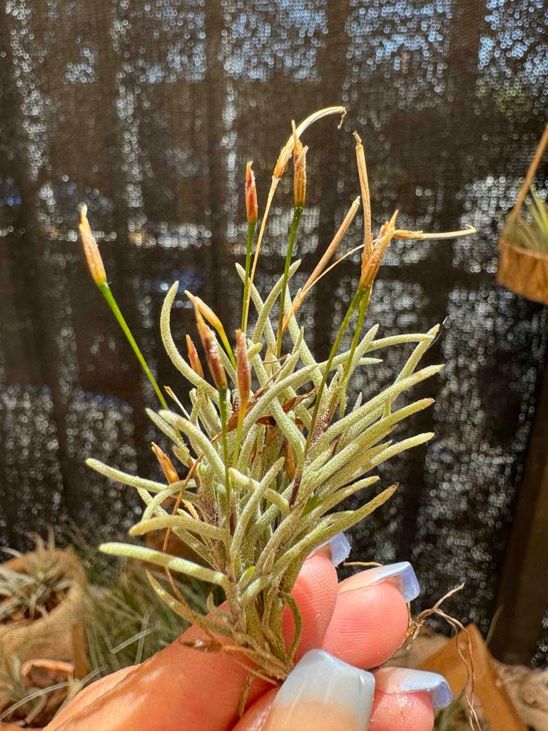 Capillaris