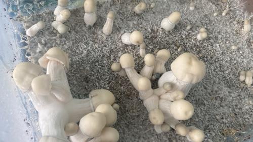 Albino Makilla Gorilla