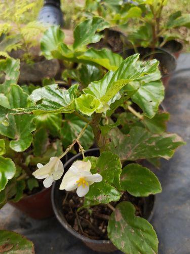 Miniatura 2 de Begonia Dragón Blanco