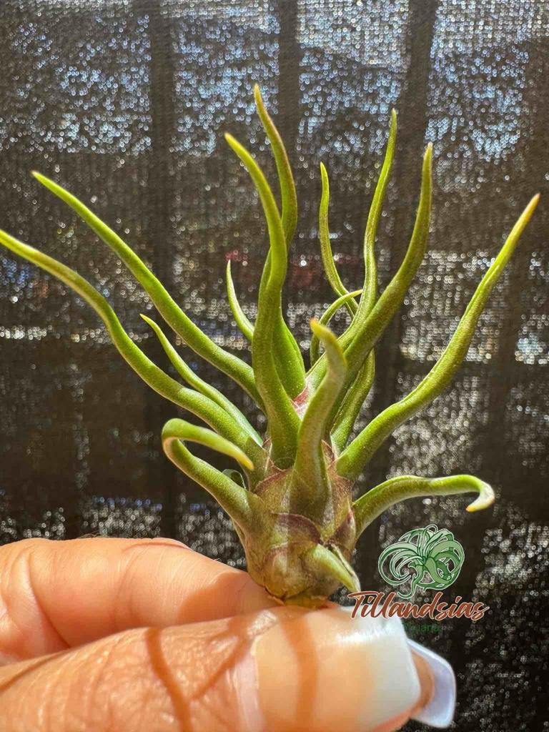 Bulbosa Tiny Dancer