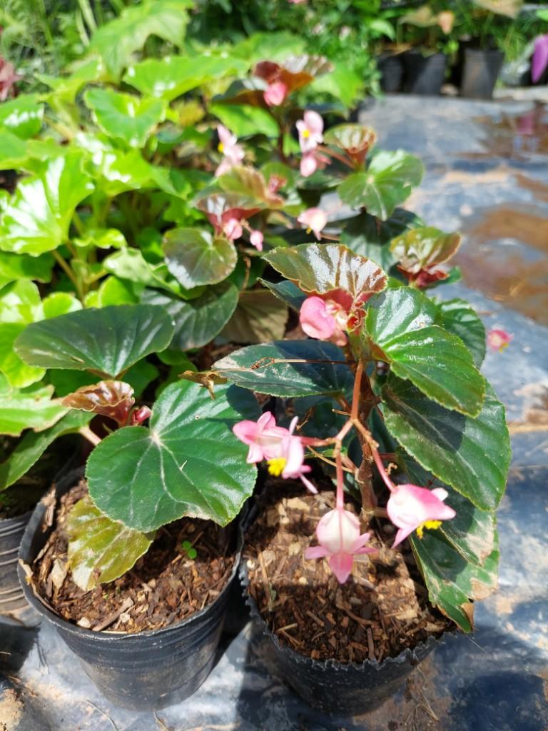 Azúcar rosa