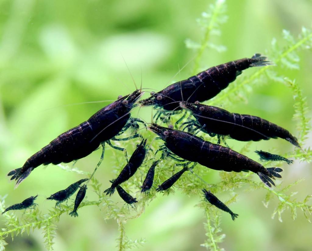 CAMARÃO BLACK SAKURA