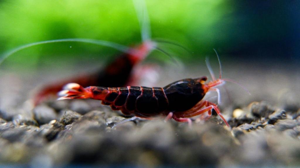 Caridina Dark red extreme