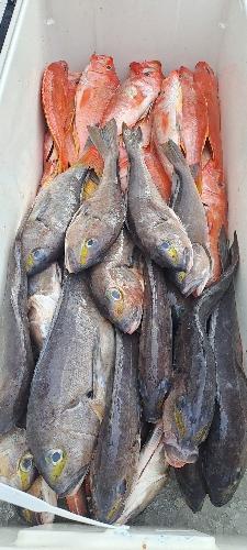 Pargo Blanco Lora