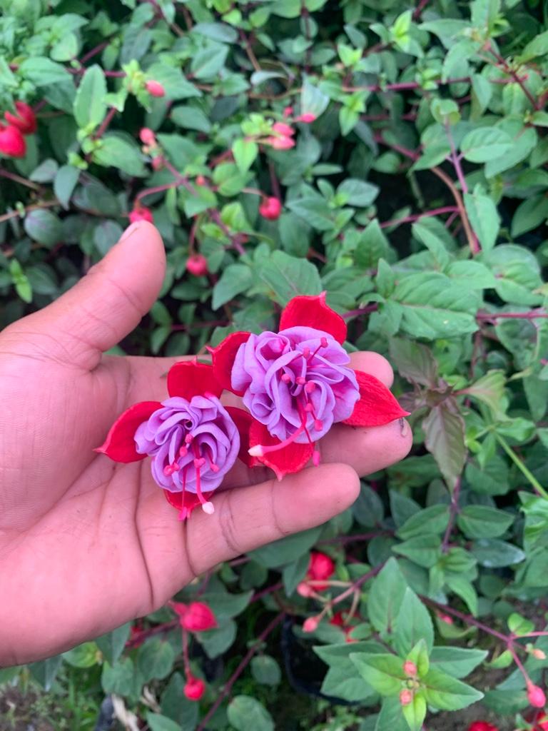 Miniatura 2 de Fucsias