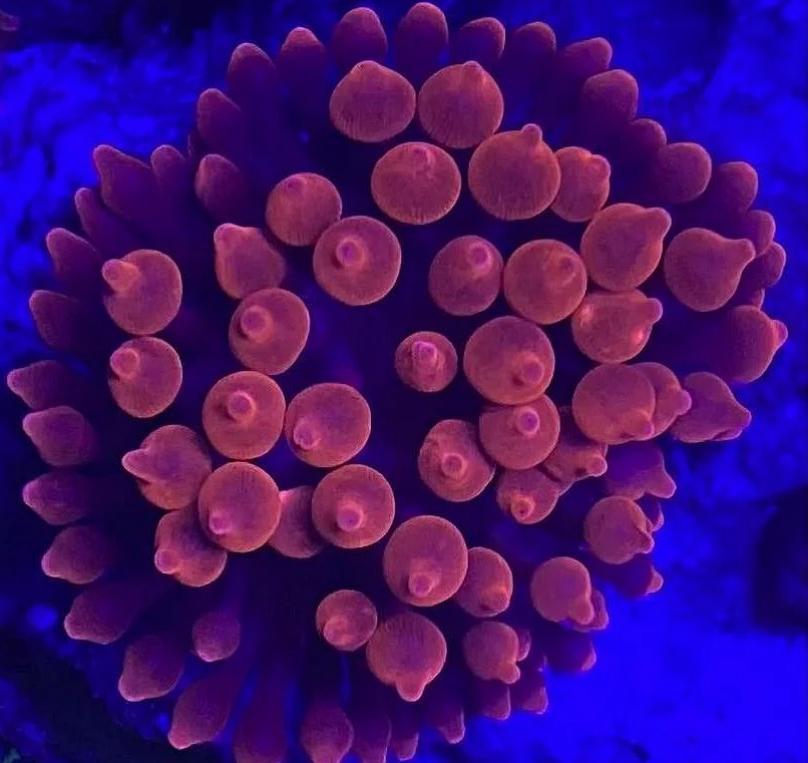 Anêmona BBT Red Fire G