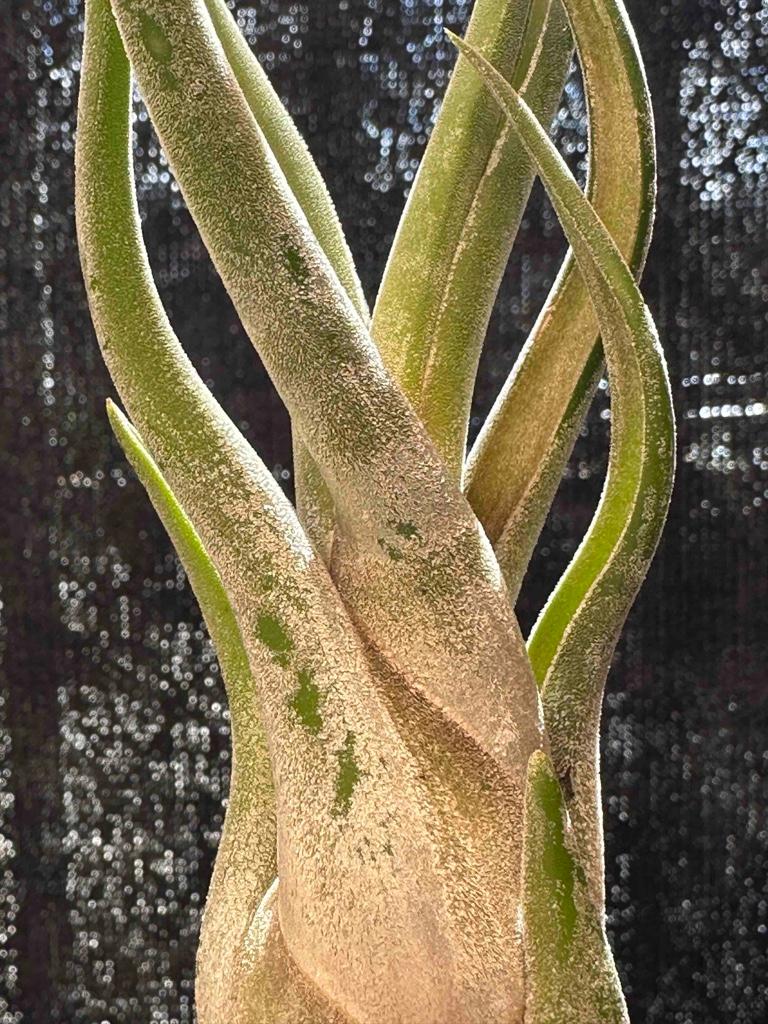 Miniatura 2 de Caput Medusae