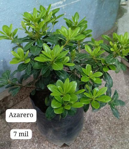 Azarero